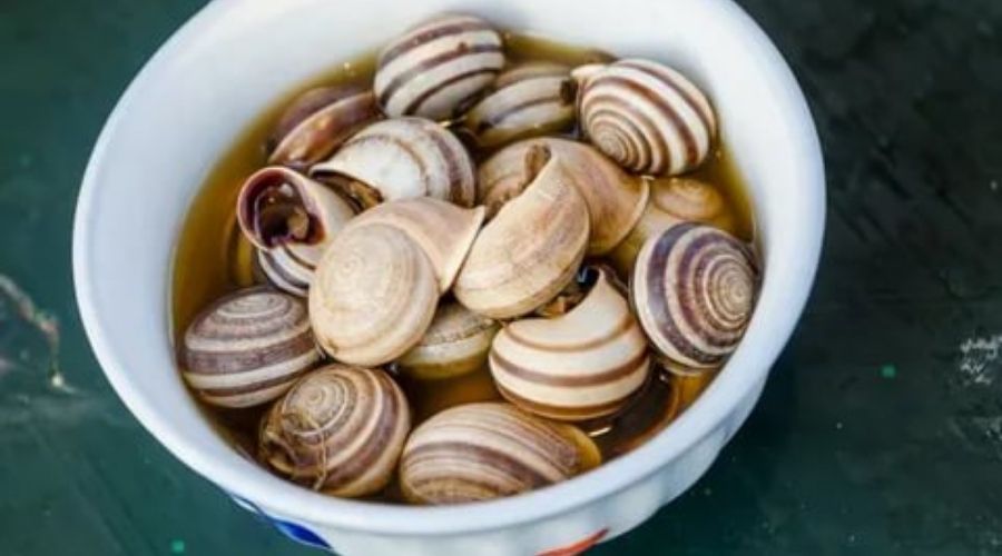 Traditional Moroccan Dishes-Snail Soup